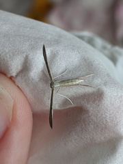 Hellinsia lienigianus