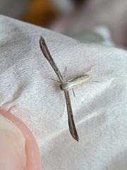 Hellinsia lienigianus