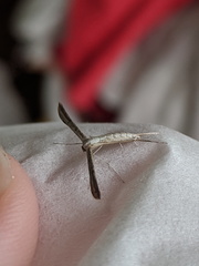 Hellinsia lienigianus