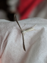 Hellinsia lienigianus