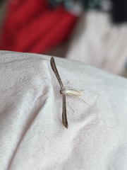 Hellinsia lienigianus