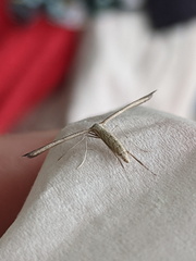 Hellinsia lienigianus