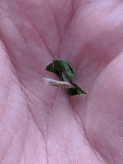 Hellinsia lienigianus