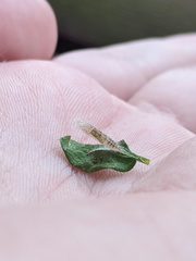 Hellinsia lienigianus