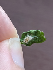 Hellinsia lienigianus