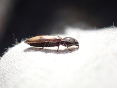 Liotrichus umbripennis