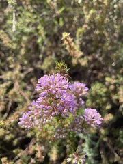 Agathosma ciliaris