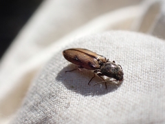 Liotrichus umbripennis