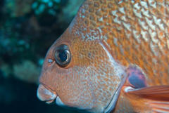 Chirodactylus jessicalenorum