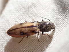 Liotrichus umbripennis