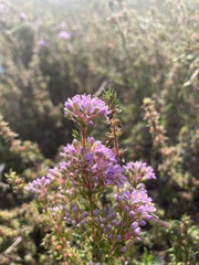 Agathosma ciliaris