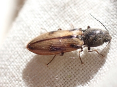 Liotrichus umbripennis