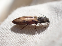 Liotrichus umbripennis
