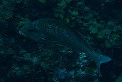 Chirodactylus jessicalenorum