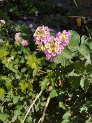 Lantana camara