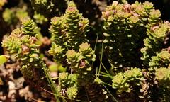 Osmitopsis parvifolia