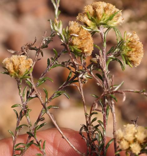 Langeberg Renosterbush (Elytropappus monticola)