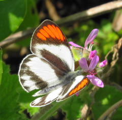 Colotis euippe omphale