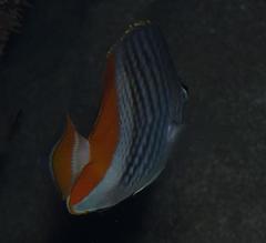 Chaetodon madagaskariensis