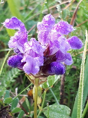 Prunella grandiflora