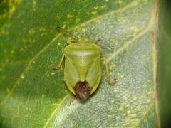 Palomena viridissima