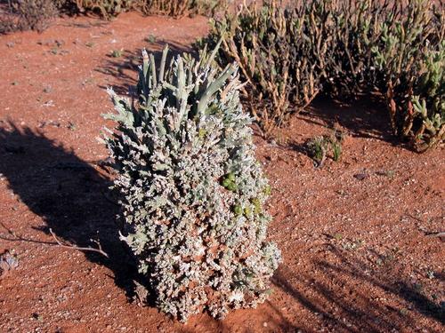 Euphorbia friedrichiae