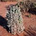 Euphorbia friedrichiae - Photo (c) Jean Audissou, μερικά δικαιώματα διατηρούνται (CC BY-NC), uploaded by Jean Audissou