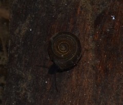 Bathyomphalus contortus