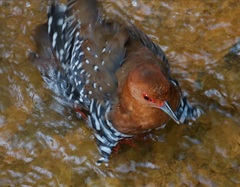 Rallina fasciata
