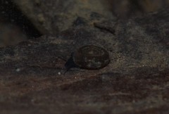 Bathyomphalus contortus