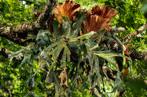 Platycerium stemaria image