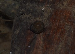 Bathyomphalus contortus