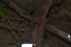 Bathyomphalus contortus