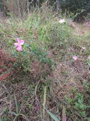 Chironia melampyrifolia