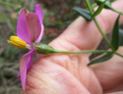 Chironia melampyrifolia