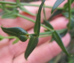 Chironia melampyrifolia
