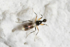 Tachydromia arrogans