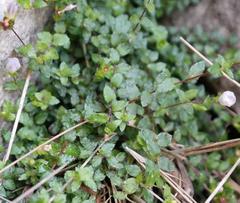 Prismatocarpus cordifolius