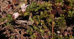 Prismatocarpus cordifolius