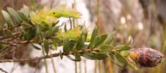 Liparia splendens comantha