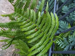 Dryopteris filix-mas