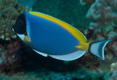 Acanthurus leucosternon