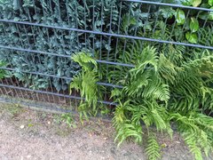 Dryopteris filix-mas