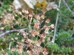 Sedum monregalense