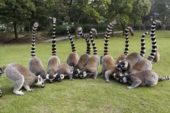 Lemur