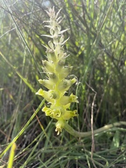 Lachenalia pallida