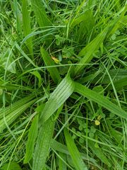 Plantago lanceolata