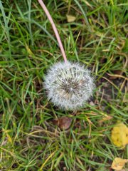 Taraxacum