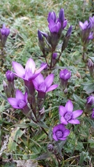 Gentianella pilosa