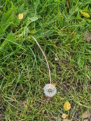 Taraxacum